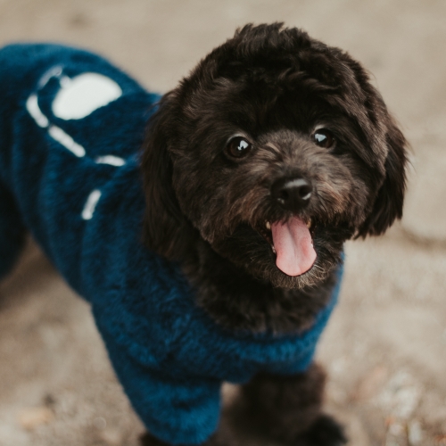 Pet Clothing
