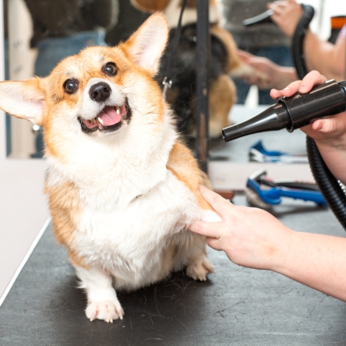 Pet Grooming