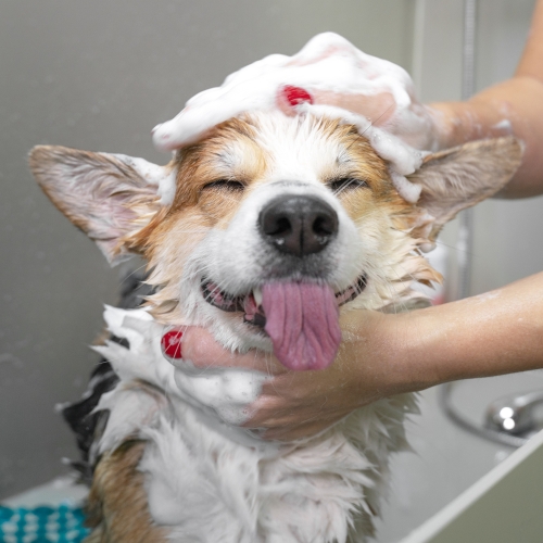 Pet Bathing Supplies