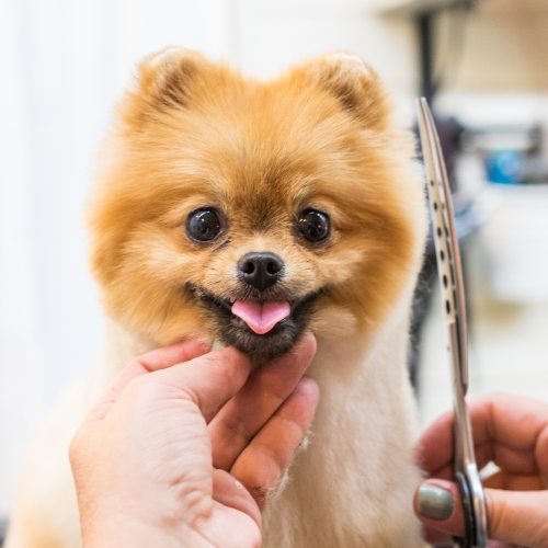Pet Hair Products