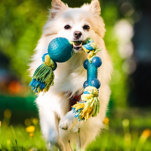 Chew Toys