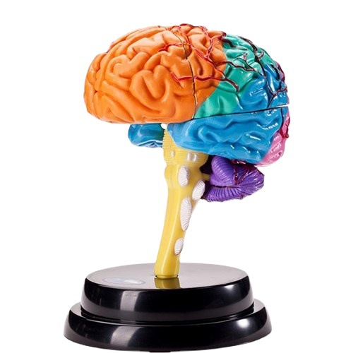 Right Hemisphere Of Brain Human Body Model Education Brain Model 1:1 For Student Teaching Study Ass