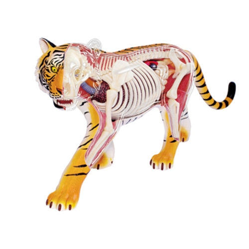 Animal Organ Anatomy Model 4D Dog Intelligence Assembling Toy