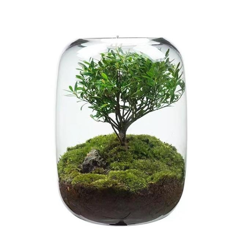Tree of Life Ecological Bottle Desktop Micro Landscape Glass Vase Transparent Creative Water Cultivation Green Plants