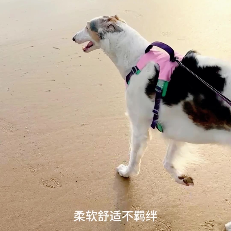 Adjustable Padded Dog Harness