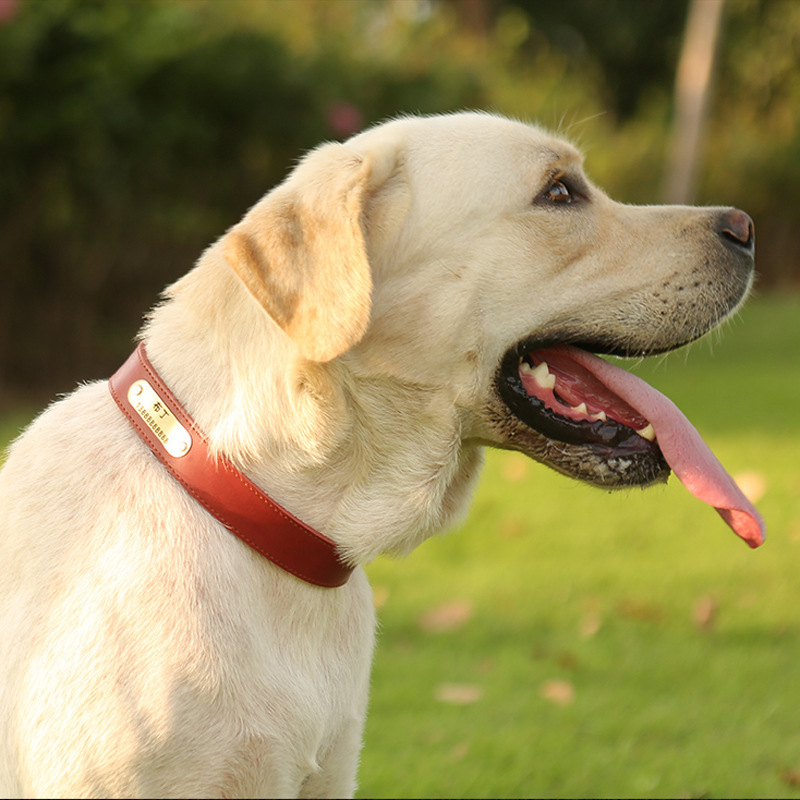 Personalized Dog Id Collar Leather Customized Engraved Pet Id Tag Puppy Name Phone No. Plate Adjustable