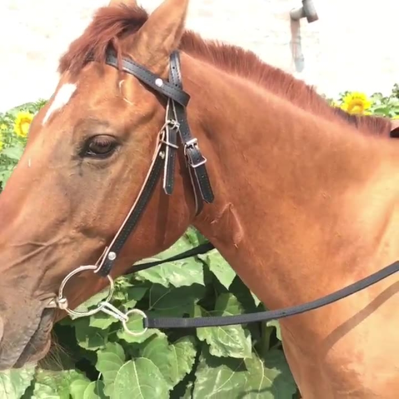 Velociti Ergonomic Leather Horse Cavesson Bridle