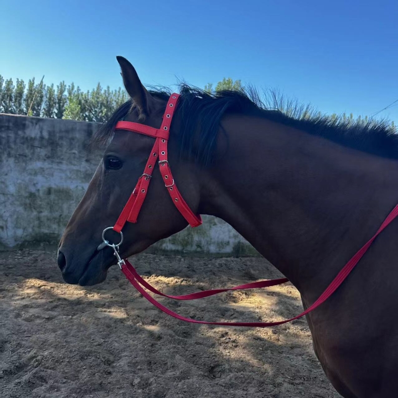 Velociti Ergonomic Leather Horse Cavesson Bridle